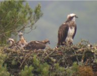 osprey + 3 chicks 210603.jpg