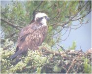 osprey 210603.jpg