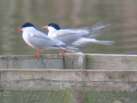 Common Tern.JPG