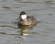 ruddy duck winter male net.jpg