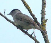 Blackcap.jpg