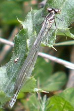 Azure Damselfly.jpg