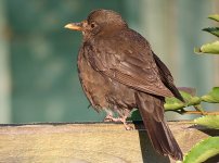 Young-Blackbird-back-small.jpg