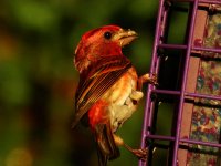 6-16-07 purple finch4.jpg