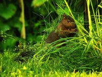 6-16-07 black squirrel1.jpg