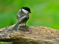 BC Chickadee 6-16-07 DSC00294web.jpg