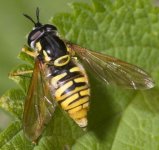 hoverfly0617.jpg