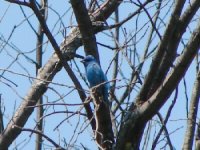 Indigo Bunting.jpg