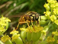 chrysotoxum_verralli_21jun07_800l_20.jpg