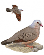 grounddove.png