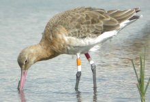 Black-tailed Godwit 2.JPG