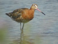 Black-tailed Godwit.JPG