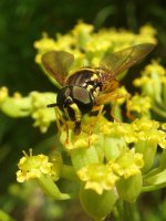 chrysotoxum_verralli_21jun07_800p_20.jpg