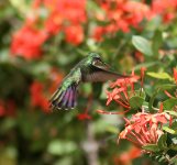 Hummingbird sp1.jpg