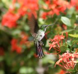 Hummingbird Sp2.jpg