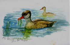 redcrested pochard colour sketch.JPG