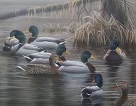 mallard group1.jpg