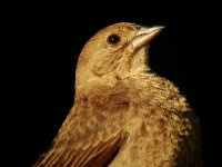 6-22-07 brown-headed cowbird1.jpg