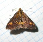 Pyrausta aurata 7660.jpg