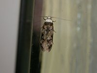 White-shouldered House Moth 9528.jpg