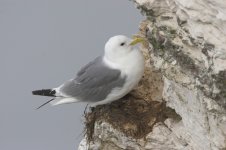 Kittiwake.jpg