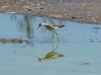 Lesser Yellowlegs.jpg