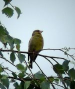 Greenfinch.jpg