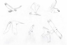 fieldsketches - Marsh Harrier006.jpg