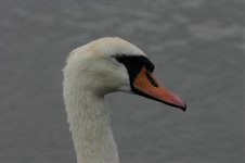 Mute Swan.jpg