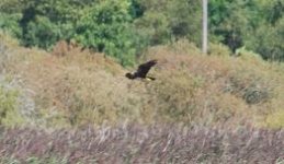 marsh harrier.JPG