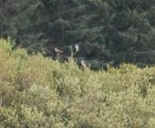 ospreys on perch.JPG