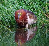 chinese pond heron  DSCF5833.jpg