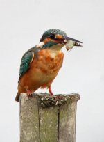 common kingfisher.insect DSCF5716.jpg