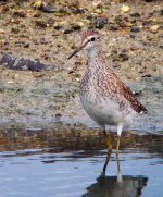 wood sandpiper DSCF5811.jpg