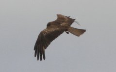 blackkite1.jpg