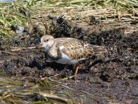 Turnstone.jpg