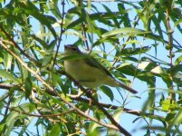 Philadelphia Vireo.jpg