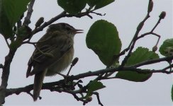 Bird - Sedge Warbler.jpg