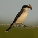 EasternKingbird2.jpg