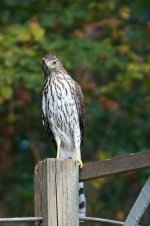 Coopers Hawk_web_1.jpg