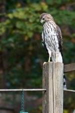 Coopers Hawk_web_3.jpg