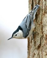 White-Breasted-Nuthatch.jpg