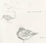 dunlin curlsand.jpg