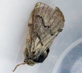 pale eggar.jpg