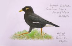 myna hybrid copy.jpg