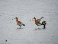 Sum-plum-Blackwits.jpg