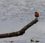 Robin on stump.JPG