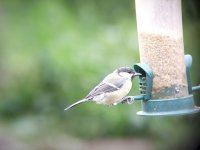 great-tit.jpg