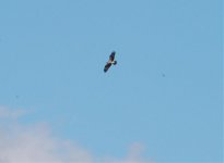 osprey fly past.jpg