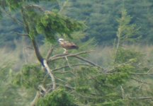 Osprey perched.jpg